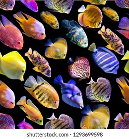 Seamless pattern. Multi-colored fishes on a black background. Site about nature, art, animals, sea, fish.