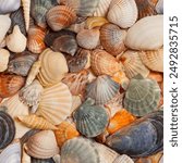 Seamless pattern from photo of Cockleshells from the Black Sea, texture with sea shells