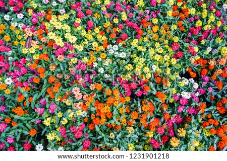 Seamless pattern vivid flowers in the natural meadow from top view.