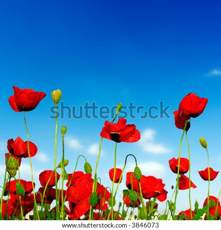 Similar – Image, Stock Photo John McCrae: In Flanders Fields (1915)