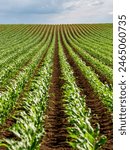 Seamless rows of young corn plants growing in a vast, vibrant green agricultural field