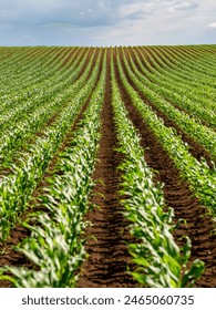 Seamless rows of young corn plants growing in a vast, vibrant green agricultural field