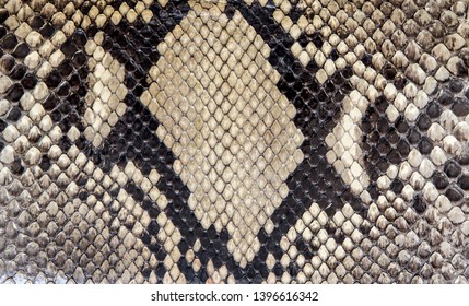 159 Snake Coil Frame Images, Stock Photos & Vectors | Shutterstock