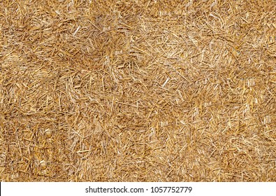 Seamless texture hay, straw