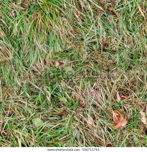 Seamless Texture Tall Grass On Ground Stock Photo Edit Now 506711761