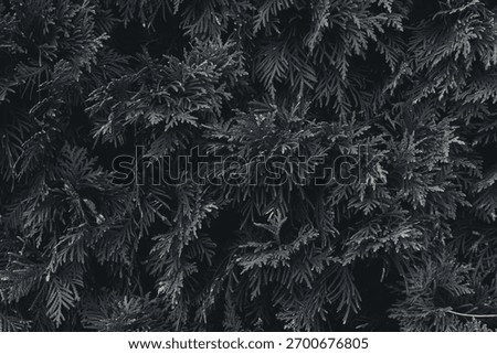 A seamless texture of thuja needles in subtle grey tones, creating a calm, monochromatic background suitable for design and nature projects.
