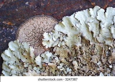 Seamless tiling, lichen covered rock. Part of a seamless tiling collection