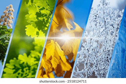 Seamless transition through four seasons from fresh blossoms of spring to icy branches of winter. Changing four seasons, cycle of nature, passage of time, weather forecast concept collage - Powered by Shutterstock