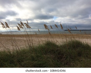 Seaoats Before A Storm