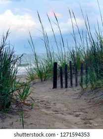 Seaoats And Erosion Fence On Beach