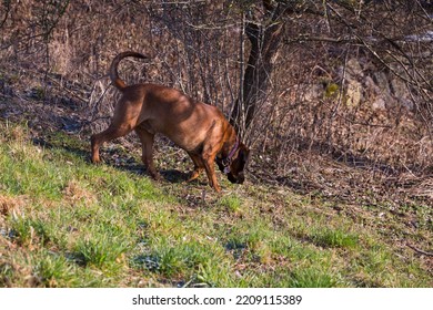 Search Dog Sniffing On The Ground