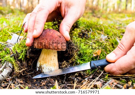 The search for mushrooms in the woods. Mushroom picker. A woman is cutting a white mushroom with a knife. Hands of a woman, a knife, mushrooms.