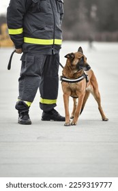 Search and rescue canine team ready for action  - Shutterstock ID 2259319777