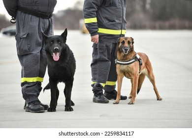 Search and rescue canine team ready for action  - Powered by Shutterstock