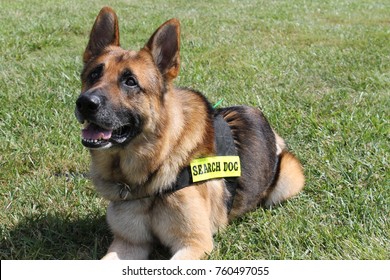 Search And Rescue Dog