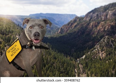 Search And Rescue Dog Overlooking A Mountain Range On A Sunny Day.