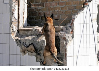 Search An Rescue Dog Working In  A Rubble Area Looking For A Missing Person