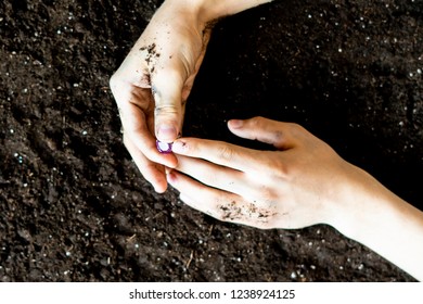 Searcher Hands Holding A Diamond In The Soil Ground