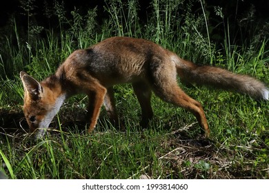 Searching isolated fox at night 