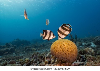 Seascape with Banded Butterflyfish while spawning of Grooved Brain Coral in coral reef of Caribbean Sea, Curacao