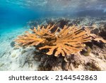 Seascape with big Elkhorn Coral in the coral reef of Caribbean Sea, Curacao