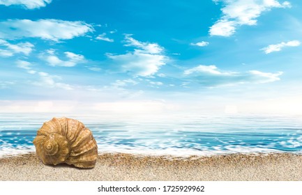 ビーチ 貝殻 の画像 写真素材 ベクター画像 Shutterstock