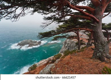 seascape, cedar on a rocky island - Powered by Shutterstock