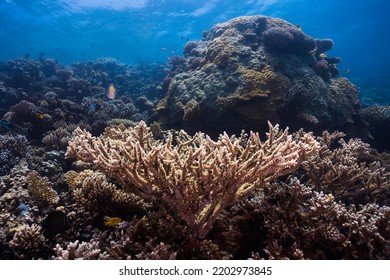 Seascape Of A Coral Reef In Shallow Blue Water With Natural Light Shining Through