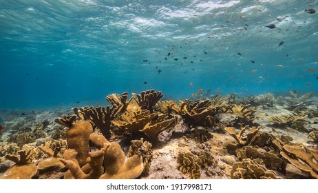 Seascape with field of Elkhorn Coral in coral reef of Caribbean Sea, Curacao