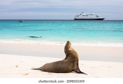 Seascape With Galapagos Sea Lion At Shoreline With Cruise Ship In Blurred Background