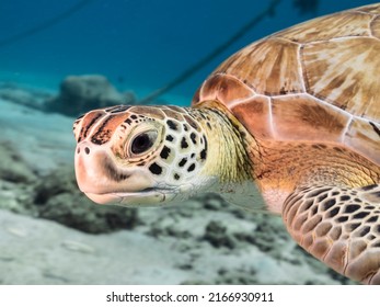 Seascape with Green Sea Turtle in the Caribbean Sea around Curacao