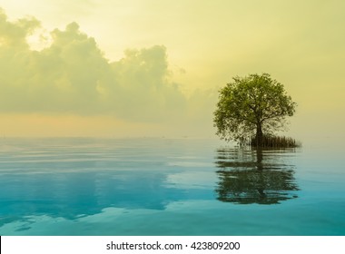 Seascape with mangrove apple stands lonely. Yellow and blue color image