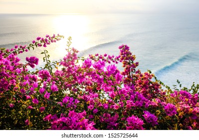 460 Bougainvillea bali Images, Stock Photos & Vectors | Shutterstock