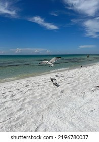 Seascape On Florida Emerald Coast White Sand Beach With Seagulls