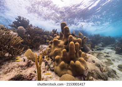 Seascape with Pillar Coral, and sponge in the coral reef of the Caribbean Sea, Curacao