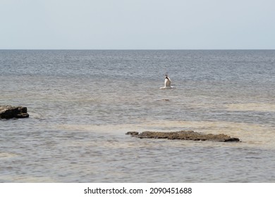 Seascape. Seagull flies over blue water in search of food. Blurred photo bokeh 