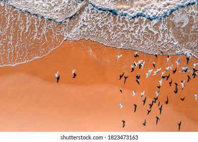 Seascape, seagulls on sandy beach, sand and waves, top view, abstract nature landscape background - Powered by Shutterstock