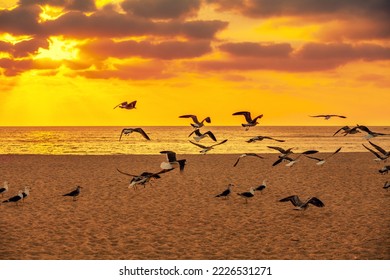Seascape with seagulls on sandy beach during golden sunset - Shutterstock ID 2226531271