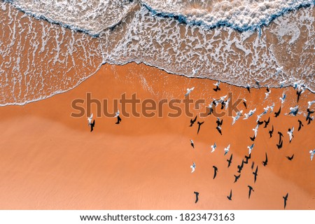 Seascape, seagulls on sandy beach, sand and waves, top view, abstract nature landscape background