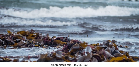 Seascape Of Seaweed (oarweed -Laminaria Digitata) Washed Up Onto The Shore. Waves In The Background. Bokeh Effect. Concepts Of Superfoods, Home Apothecary, Nutrition, Nature, Foraging.