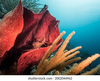 Seascape with Spiny Lobster in Sponge in coral reef of Caribbean Sea, Curacao