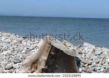 Seascape treetrunk stones and sea