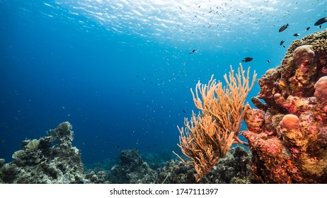 Seascape in turquoise water of coral reef in Caribbean Sea / Curacao with fish, coral and sponge - Shutterstock ID 1747111397