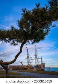 Seascape With The View Of A Large Bonsai Style Pine Tree And Mayflower Ship.