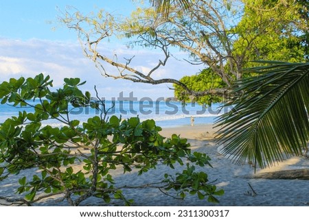 Seascape.  View through the tropics plant branches on the sandy beach Manuel Antonio of the Pacificocean.  Costarica 