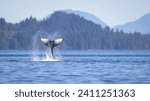 Seascape with Whale tail. The humpback whale (Megaptera novaeangliae) tail dripping with water in Knight Inlet, Vancouver Island, BC, Canada.