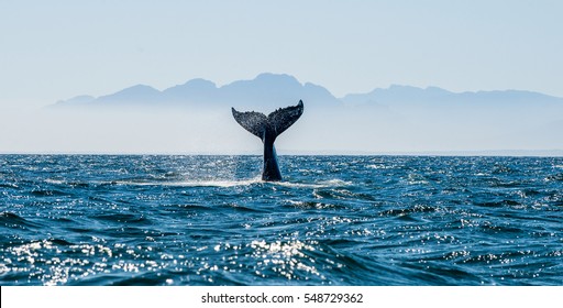 Seascape with Whale tail. The humpback whale (Megaptera novaeangliae) tail
 dripping with water in False Bay off the Southern Africa Coast.   
      - Shutterstock ID 548729362
