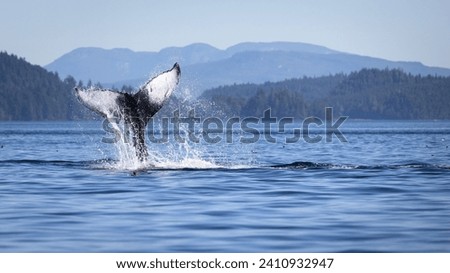 Seascape with Whale tail. The humpback whale (Megaptera novaeangliae) tail dripping with water in Knight Inlet, Vancouver Island, BC, Canada.