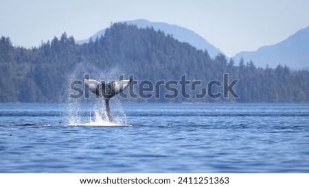 Seascape with Whale tail. The humpback whale (Megaptera novaeangliae) tail dripping with water in Knight Inlet, Vancouver Island, BC, Canada.