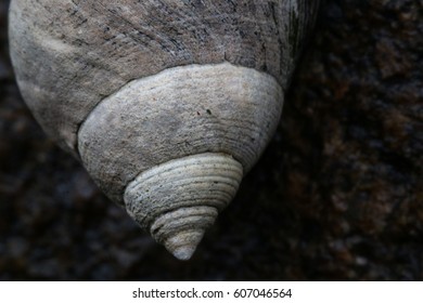 seashell 2